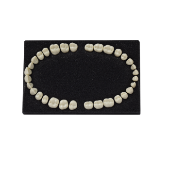 Arma Dental Fantom Diş